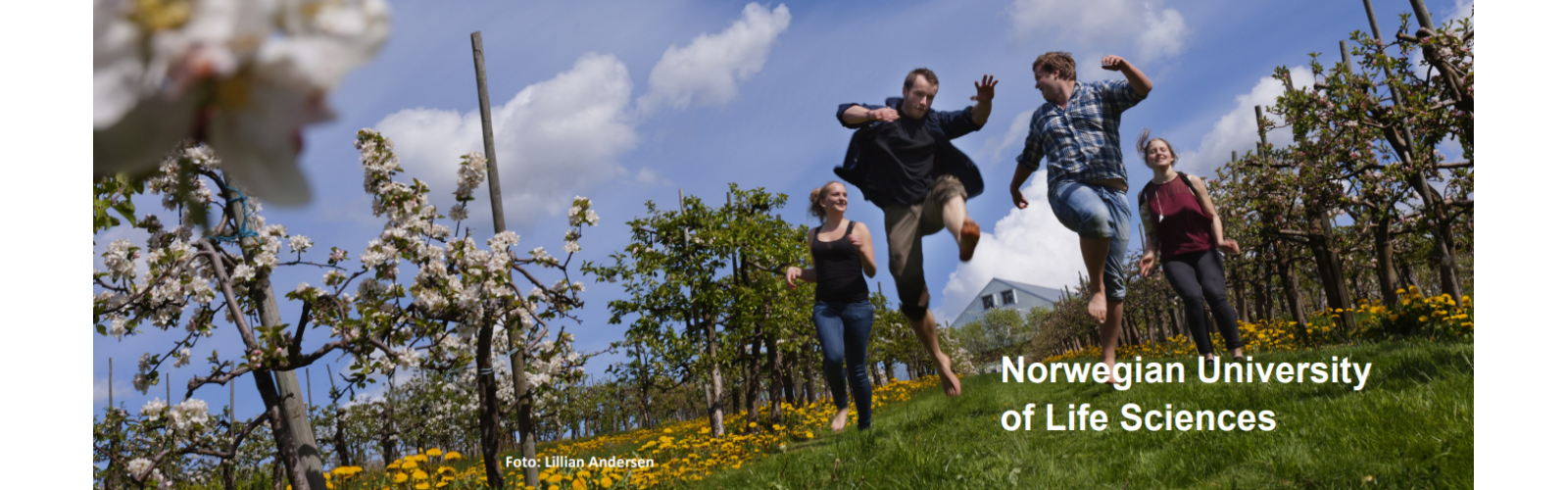 Four people are jumping in the air across a field with small white flowered trees and yellow flower patches.